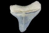 Serrated, Fossil Megalodon Tooth - Bone Valley, Florida #145110-1